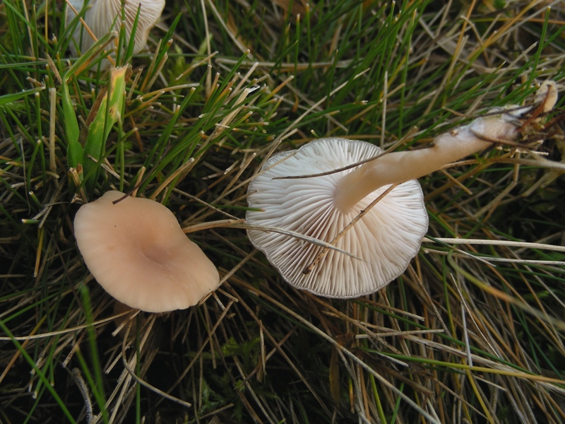 Viva le Hygrocybe!!!